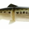 Castaic Hard Head 6 Inch Slow Sinking Soft Body Swimbait