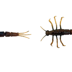 Baits Savage Gear 3D Tpe Mayfly Nymph Soft Plastic Creature