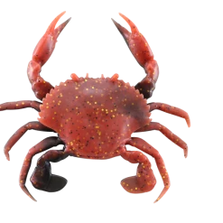 Savage Gear 3D Pvc Crab Sinking Soft Plastic Creature 18 Savage Gear 3D Pvc Crab Sinking Soft Plastic Creature