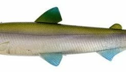 Baits Westin HypoTeez ST Soft Paddle Tail Swimbait